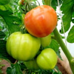 Bountiful tomato crop 2